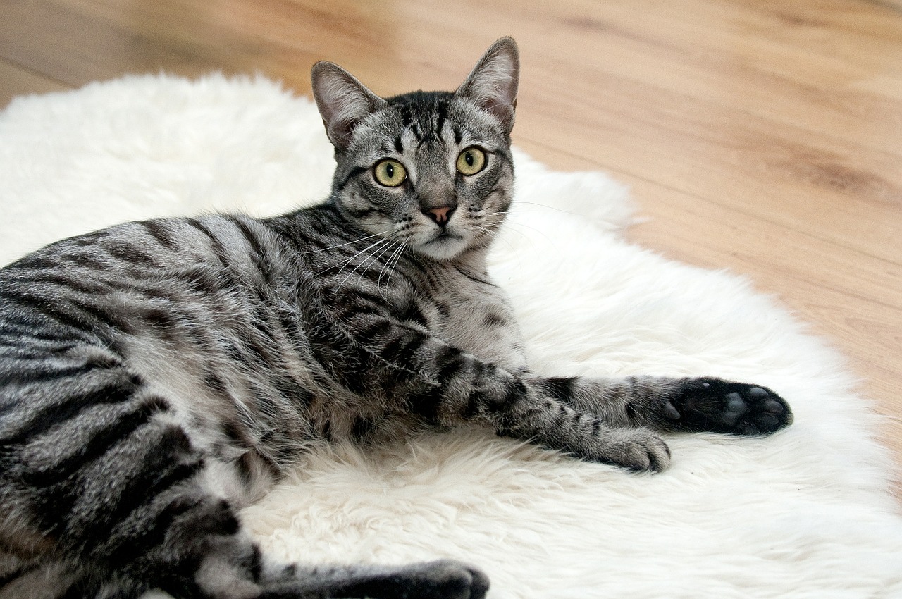 Long Term Cat Boarding