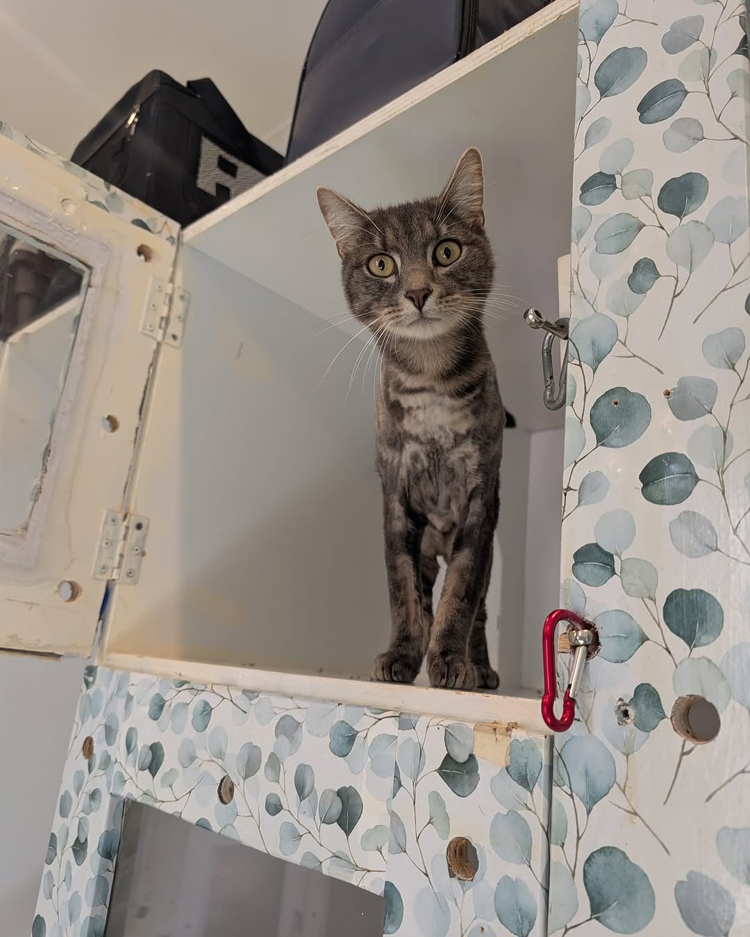 How to Create a Cat-Friendly House: A Guide for Sydney Cat Owners